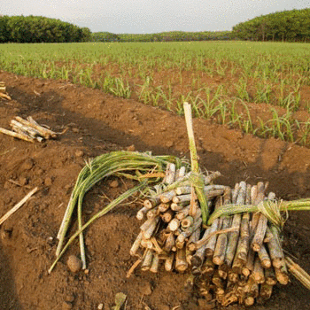 Semillas Premium de Caña de Azúcar 🌱 importadas para Huerto Casero (Bolsa 5 gramos)